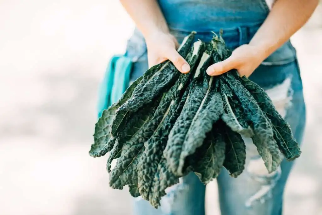 person holding kale in their hands